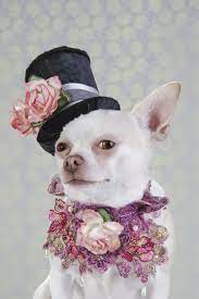 Bu Tarz Benim E Katilsa Tum Juriden Tarzsin Yaniti Alacak 23 Cok Minnos Kopek Pet Fashion Cute Chihuahua Chihuahua