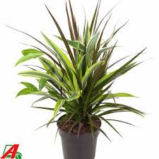 Image result for Carex steudneri