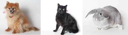 Click here for maximum search: Animal Services El Dorado County