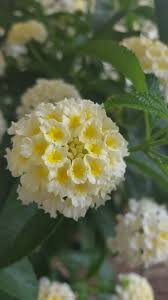 Pin On The Language Of Flowers