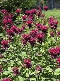 Pin On New Gardening Know How Articles