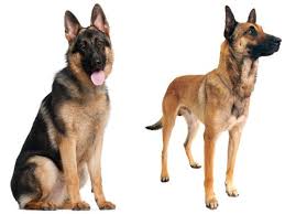 How To Tell The Difference Between Look Alike Dog Breeds Malinois Dog Belgian Malinois Belgian Malinois Dog