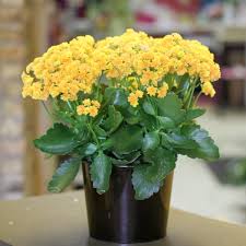 Kalanchoe Plant In 2020 Plants Planting Succulents Ornamental Plants