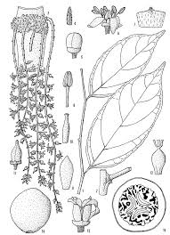 Image result for Panda oleosa