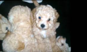 Check spelling or type a new query. Cockapoo Puppies For Sale Virginia