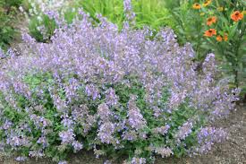 Image result for Nepeta × faassenii