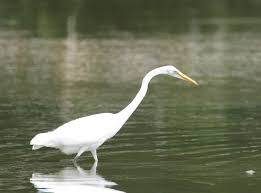 Birds Of Southwest Ohio Great Photography Ohio Bird Photo Collection Great Egret Sideview Ohio Birds Bird Photo Birds