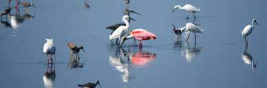 5.0 out of 5 stars 2 ratings. Bird Identification Identify Florida Birds Florida Hikes