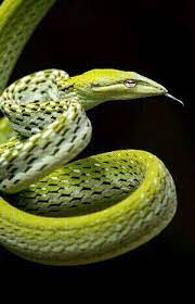 Ahaetulla Nasuta Green Vine Snake Animaux