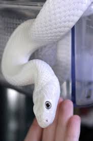 Black And White Corn Snake Albino Corn Snake Pantherophis Guttatus Guttatus Serpente Rettili Animali Selvatici