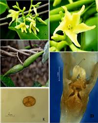 Image result for Cryptolepis