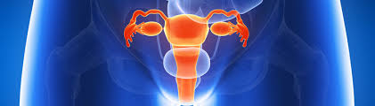 Female Reproductive System Healthdirect