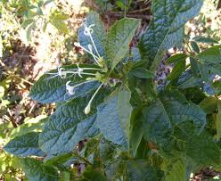 Image result for Discopodium penninervium