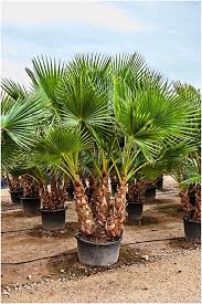 Check spelling or type a new query. Washingtonia Robusta Palm Trees Mexican Fan Palm Multi Trunk From Palm Farm