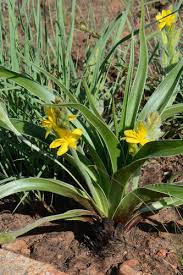 Image result for Hypoxis kilimanjarica