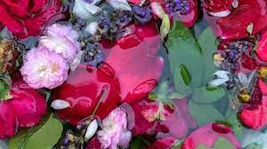 Tornando all'acqua di san giovanni, per chi non la conoscesse, è semplicemente un'acqua dove la sera del 23 giugno vengono poste corolle di fiori e erbe. Zttxgxnwbkabpm