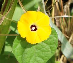 Image result for Ipomoea shupangensis