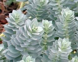 Image result for Euphorbia ugandensis