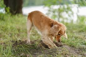 Check spelling or type a new query. What Can I Spray To Stop My Dog From Digging Rehome By Adopt A Pet Com