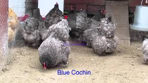 They were known as pekin bantams then and are still referred to as pekins in many parts of europe. Cochin Chicken Breed Profile Care Guide And More