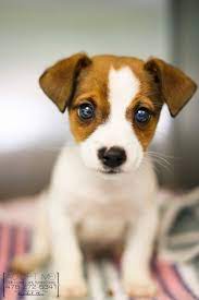 Cute Jack Russell Puppy Cute Jack Russell Puppy Cute Jack Russell Puppy Manchesterterrie Jack Russell Puppies Jack Russell Terrier Puppies Terrier Puppies