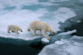 Les glaces du pôle nord fondent comme neige au soleil. Fonte Des Glaces Definition Causes Consequences Conservation Nature