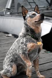 «teit» pungdjevel utrydningstruet i australia. Plik Australian Cattle Dog Sitting Jpg Wikipedia Wolna Blue Heeler Dogs Austrailian Cattle Dog Cattle Dog