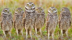 It is illegal to keep an owl as a pet in many countries including america. 6 Reasons Why Owls Make Bad Pets