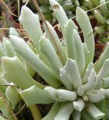 Image result for Caputia