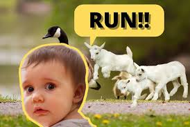 The Many Animals Grand Junction Residents Have Been Chased By