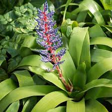 It is a hybrid grown in south florida with a prolific bloom. Bromeliad Aechmea Blue Rain