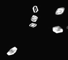 Image result for Eminia antennulifera