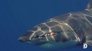 Every time you play fto's daily trivia game, a piece of plastic is removed from the ocean. Shark Week Videos Facebook