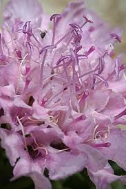 Image result for Argyrolobium macrophyllum