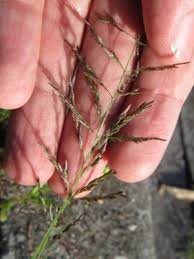 Image result for Eragrostis rotifer