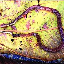 A landscaper planted one of these in the middle of my front yard a little over a year ago. Pdf Erythrolamprus Bizona False Coral Snake Diet