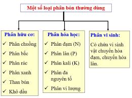 Phân bón là gì? Tác dụng tuyệt vời của phân bón đối với cây trồng