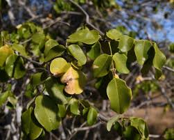 Image result for Pterocarpus lucens