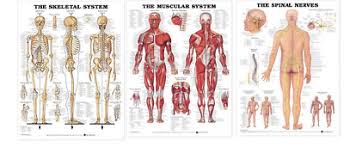 Skeletal System Muscular System Spinal Nerves Anatomical