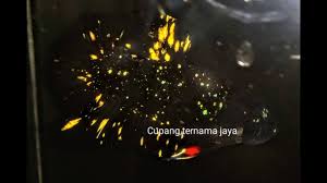 Cupang jenis top grade paling unix#avatar kalimaya#betta top grade. Cupang Avatar Kalimaya Gold Serbuk Pasir Youtube