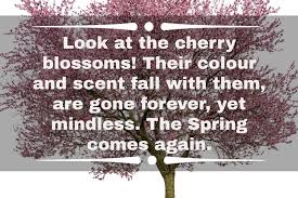 50 Cherry Blossom Instagram Captions Ideas For Your Photos Tuko Co Ke