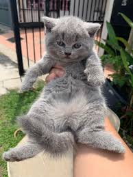 Anak kucing british mempunyai persamaan yang luar biasa dengan beruang kecil teddy. Fadhilat On Twitter Kucing British Short Hair Manja Senang Nak Jaga