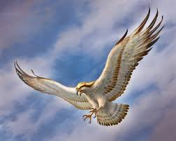 Image result for eagle