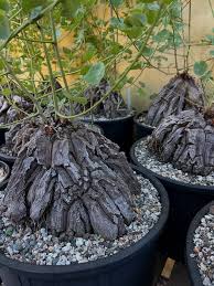 Image result for Dioscorea cochleari-apiculata