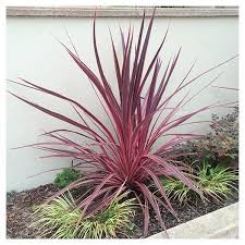 Image result for Cordyline