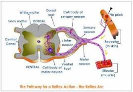 The Spinal Cord And Spinal Nerves Dentistry And Medicine Spinal Nerve Spinal Cord Nerve
