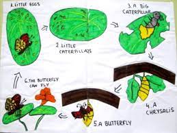Ciclo de vida de la mariposa en ingles. Ciclo Vital De Una Mariposa En Ingles Youtube