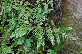 Image result for Pteris dentata