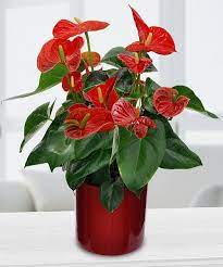 Potted Anthurium Lily Flower Pot Design Anthurium Plant Blooming Plants