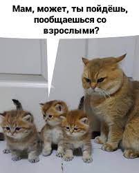 Не заставляйте меня | Пикабу